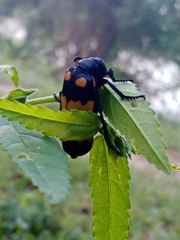 Hycleus biundulatus