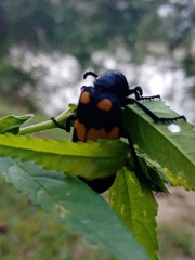 Hycleus biundulatus