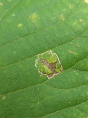 Phyllonorycter lucetiella