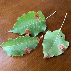 Gymnosporangium sabinae