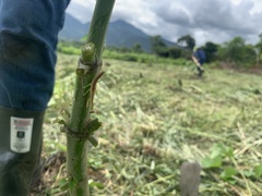 Phasmomantis sumichrasti