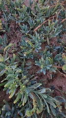 Heliotropium curassavicum