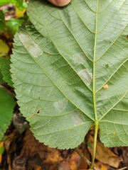 Phyllonorycter lucetiella