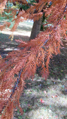 Taxodium distichum