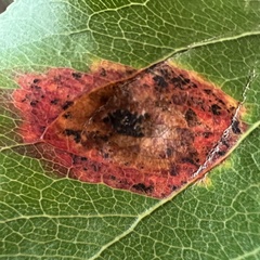 Gymnosporangium sabinae