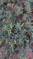 Heliotropium curassavicum