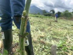 Phasmomantis sumichrasti