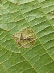 Phyllonorycter lucetiella