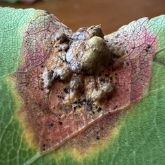 Gymnosporangium sabinae