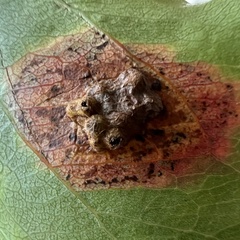 Gymnosporangium sabinae