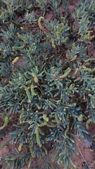 Heliotropium curassavicum