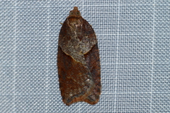 Acleris maccana