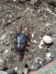 Scarabaeidae