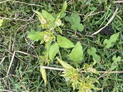 Croton bonplandianus