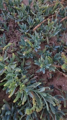 Heliotropium curassavicum