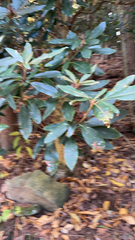 Rhododendron maximum