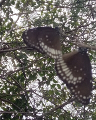 Euploea core