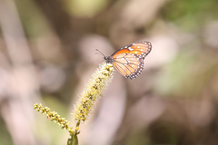 Danaus eresimus