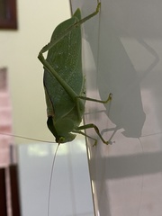 Stilpnochlora azteca