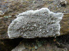 Lecanora campestris