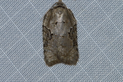 Acleris chalybeana