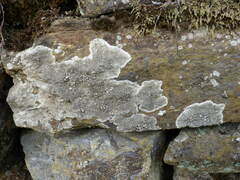Lecanora campestris