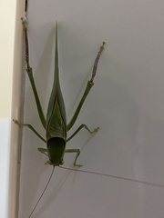 Stilpnochlora azteca