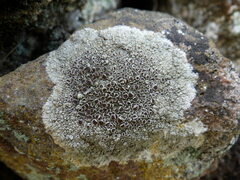 Lecanora campestris