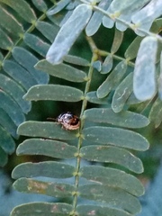 Brachyplatys subaeneus
