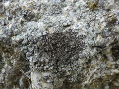 Lecanora campestris
