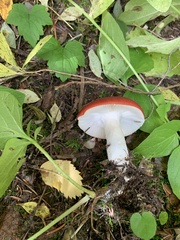 Russula emetica