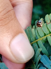 Brachyplatys subaeneus