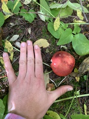 Russula emetica