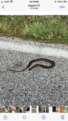 Nerodia fasciata pictiventris