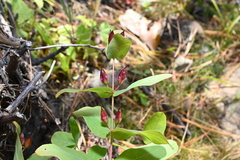 Hypericum fraseri