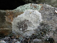 Lecanora campestris