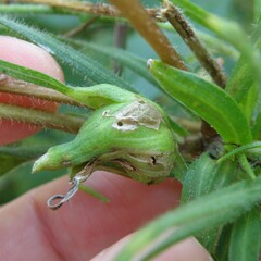 Asphondylia lacinariae