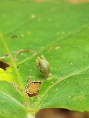 Eriophyes tiliae