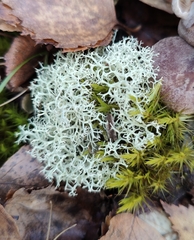 Cladonia portentosa