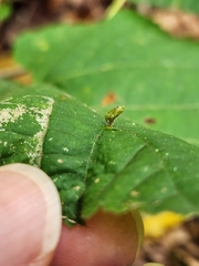 Eriophyes tiliae