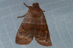 Eupsilia vinulenta