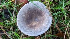 Russula parazurea
