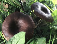 Pseudoclitocybe cyathiformis
