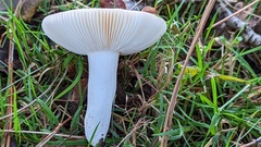 Russula parazurea