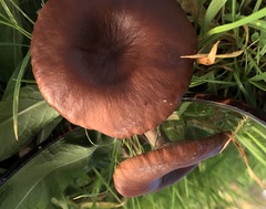 Pseudoclitocybe cyathiformis