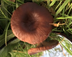 Pseudoclitocybe cyathiformis