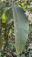 Vernonanthura phosphorica