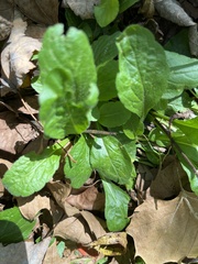 Erigeron pulchellus