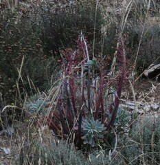 Euphorbia nicaeensis