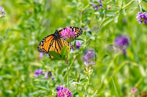 Monarch photographed in Colorado